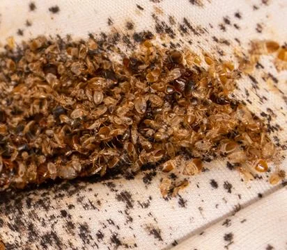 Large Bedbug Nest Фото