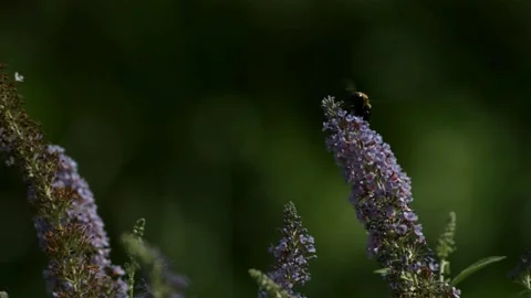 Large bee collecting nectar from purple flowers Video stock 327180361