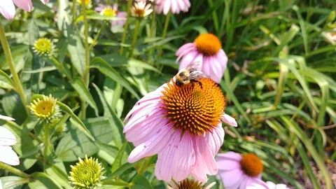 Large bee collecting pollen on flower. Stock Footage 118032259