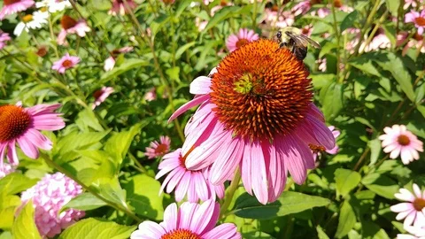 Large bee collecting pollen on flower then flying away. Video stock 118032297