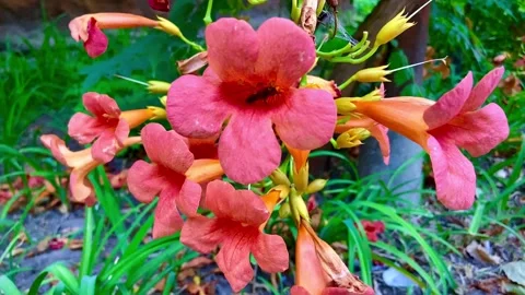 A large bee collects nectar and pollen in the middle of a flower Stock Footage 249772654