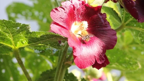 Large bee collects nectar from a red flower, close-up Vídeo Stock 93901103