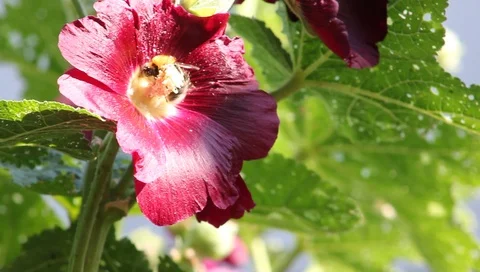 Large bee collects nectar from a red flower, close-up Stockbeeldmateriaal 94582519