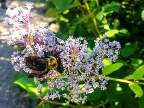 Large bee on a flower Stock Photos