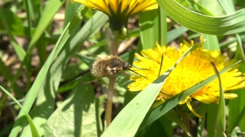Large bee-fly Bombylius major flies near dandelion. Slow motion, 240 fps Stock Footage 123126664