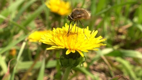 Large bee-fly Bombylius major feeding nectar of dandelion. Slow motion, 240 fps Stock Footage 123126673