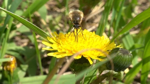 Large bee-fly Bombylius major robbing nectar. Slow motion, 240 fps Stock Footage 123126675