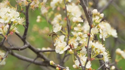 Large Bee fly getting nectar from a plum flower with its proboscis in early spri Stock Footage 289553909
