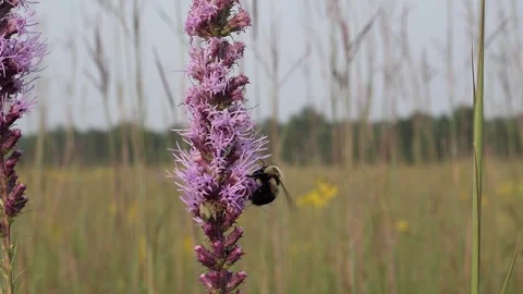 Large bee gets some nectar then leaves. Video stock 324762992