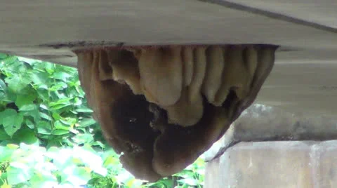 Large bee hive Video stock 26758450