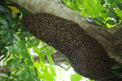 A large bee hive on a tree branch Stock Photos