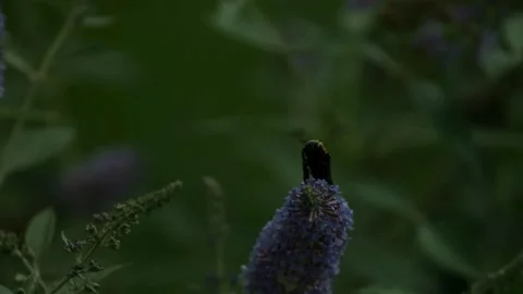 Large bee hovers and flies from flower Stock Footage 327052388
