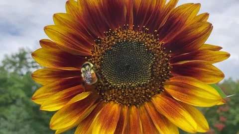 Large bee on moving red &amp; yellow sunflower Stock Footage 171546601
