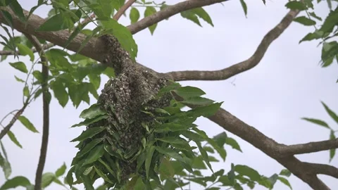 A large bee nest on a tree branch Stock Footage 136203713