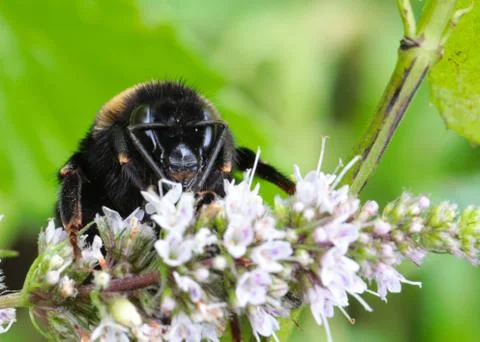 Large bee 스톡 사진