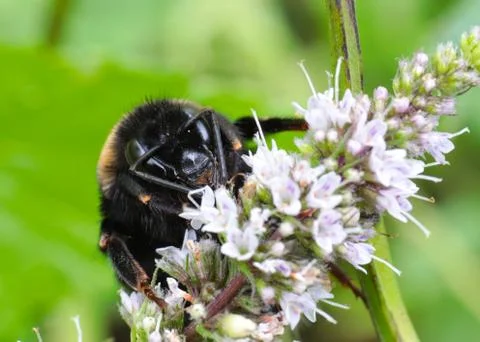 Large bee Stock Photos