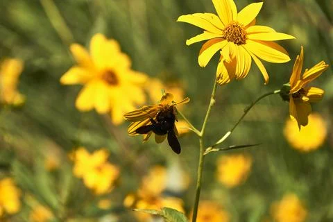 Large bee pollinating on a yellow daisy . Stock Photos