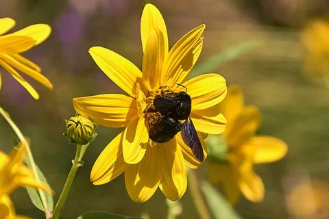Large bee pollinating on a yellow daisy . Stock Photos