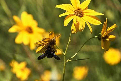 Large bee pollinating on a yellow daisy . Stock Photos
