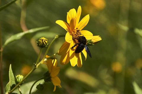 Large bee pollinating on a yellow daisy . Stock Photos