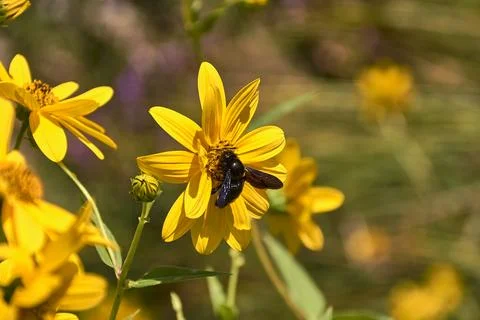 Large bee pollinating on a yellow daisy . Stock Photos