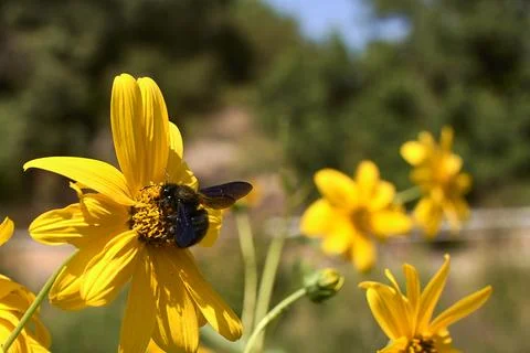 Large bee pollinating on a yellow daisy . Stock Photos