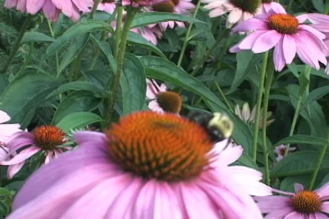 Large bee probing cone flower center closeup Stock Footage 125035103