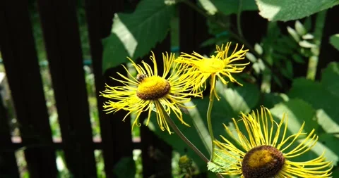 Large bee on a yellow flower. Stock Footage 137247300