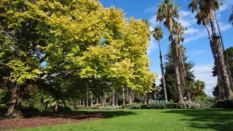 A large beech tree in the beautiful Williamstown botanic garden Stock Footage 240480681