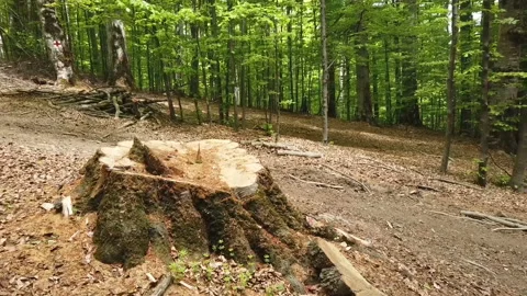 Large beech tree trunk in Romania`s forests Stock-Footage 130554356