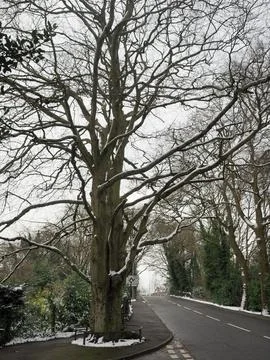 A large beech tree without leaves and a covering of snow in Broadstone, Poole UK Stock Photos