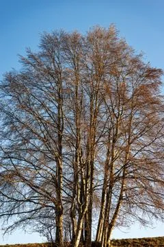 Large Beech Trees Without Leaves in Autumn - Lessinia Plateau Veneto Italy Foto stock