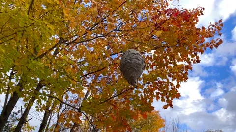Large beehive with bees and flying insects around nest in tree with fall colour Stock Footage 311456834