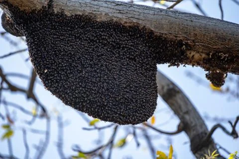 Large beehive with wasps on a tree, close up view 스톡 사진
