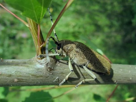 Large beetle on the branch Stock Photos