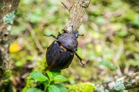 Large beetle on branch Foto stock