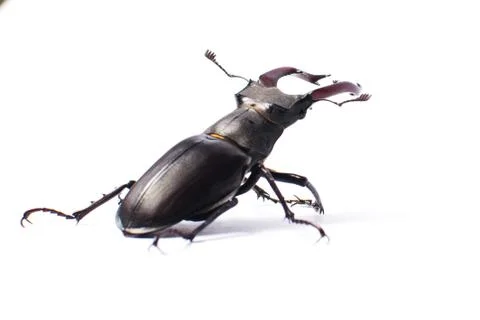 Large beetle close-up on a white background in full length Stock Photos
