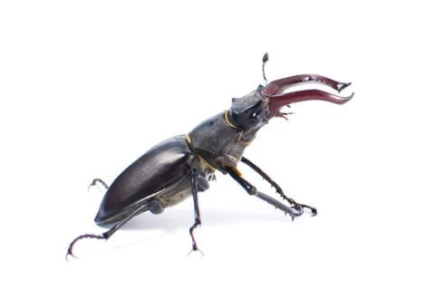 Large beetle close-up on a white background in full length Stock Photos