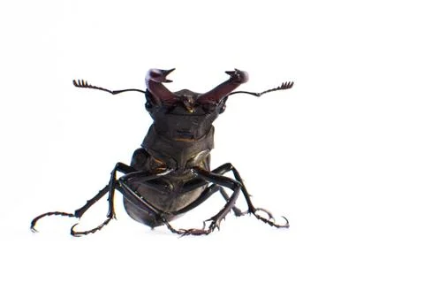 Large beetle close-up on a white background in full length Stock Photos