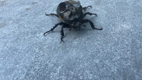 Large Beetle on Concrete Stock Footage 247303845