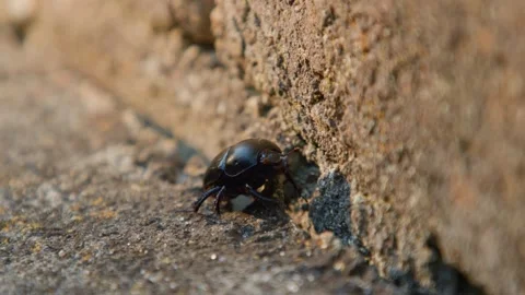 Large beetle crawling up brick wall in afternoon sun Stock Footage 308163360