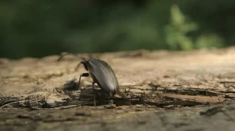 Large beetle crawls out of the tree 스톡 동영상 10925610