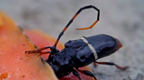 Large beetle eats melon on concrete 01 스톡 동영상 49941182