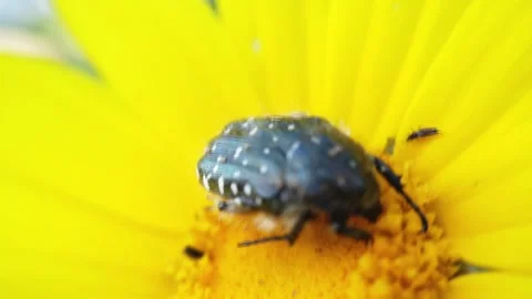 Large Beetle Feeding on Bright Yellow Flower Macro Close Up Vidéo 332997621