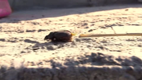 A large beetle that fell on its back. Stock Footage 245934111