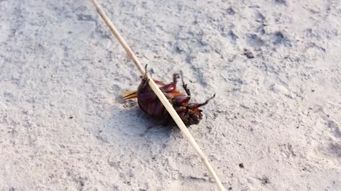 A large beetle that fell on its back. Stock Footage 245937632
