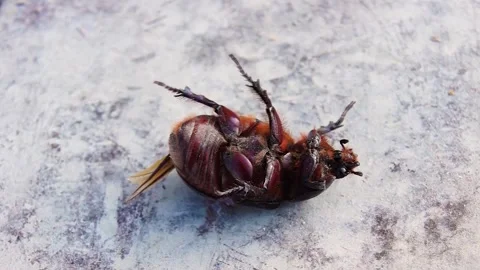 A large beetle that fell on its back. Stock Footage 245937658