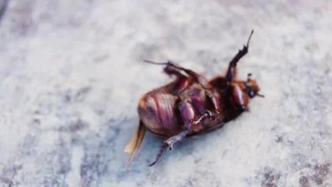 A large beetle that fell on its back. Stock Footage 245937659