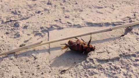 A large beetle that fell on its back. Stock Footage 245943169