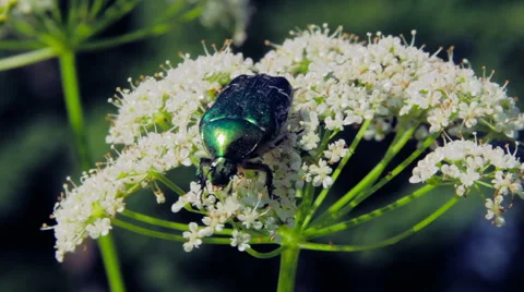 Large beetle on flower Vidéo 40148526